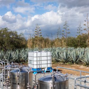 Bulk Blue Agave Spirit