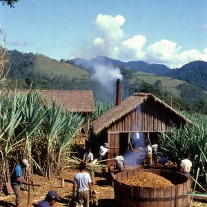 Bulk Sugarcane Alcohol - UK Supplier