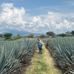 Bulk Tequila CRT Certified